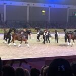 Pferd Bodensee 17.02 (13)