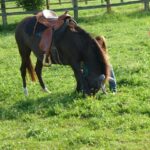 horsemanship_01-08-2014_15