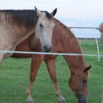 horsemanship_01-08-2014_26