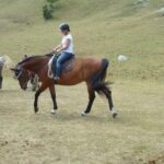 pferdesegnung_7_2012_10