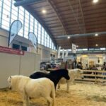 pferd_bodensee_2024_09