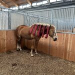 2026_faschingsreiten_07